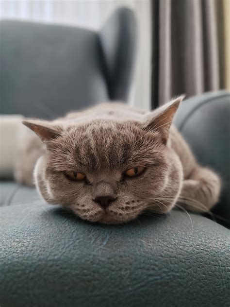 Close-Up Shot of a British Shorthair Yawning · Free Stock Photo