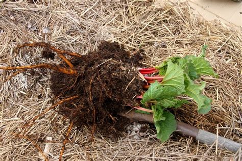 Transplant Rhubarb: How to Split Rhubarb Crowns • a traditional life