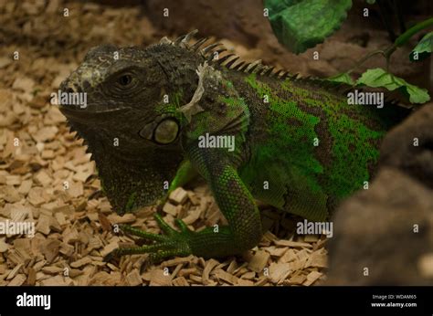 Green iguana (Iguana iguana, American iguana) shedding off its skin in ...