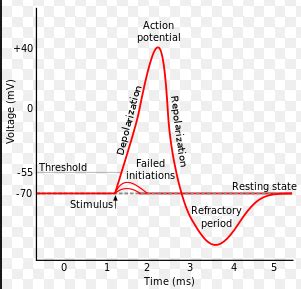 Action Potential Physiology Flashcards Quizlet