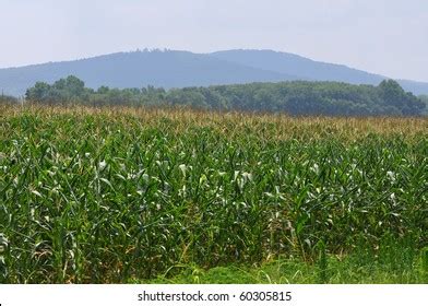 Alabama Corn Field Stock Photo Shutterstock