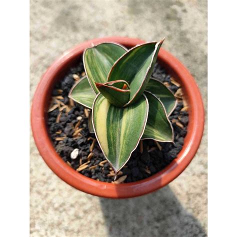 Sansevieria Samurai Dwarf Bare Rooted 30018 Shopee Singapore