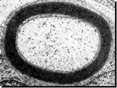 Myelin Histology GIF