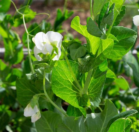 Pea plant flower stock photo. Image of botany, bloom - 159556010