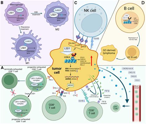 Frontiers Targeting Lsd In Tumor Immunotherapy Rationale