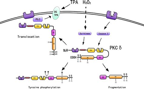 Frontiers Role And Mechanism Of Pkc For Cardiovascular Disease