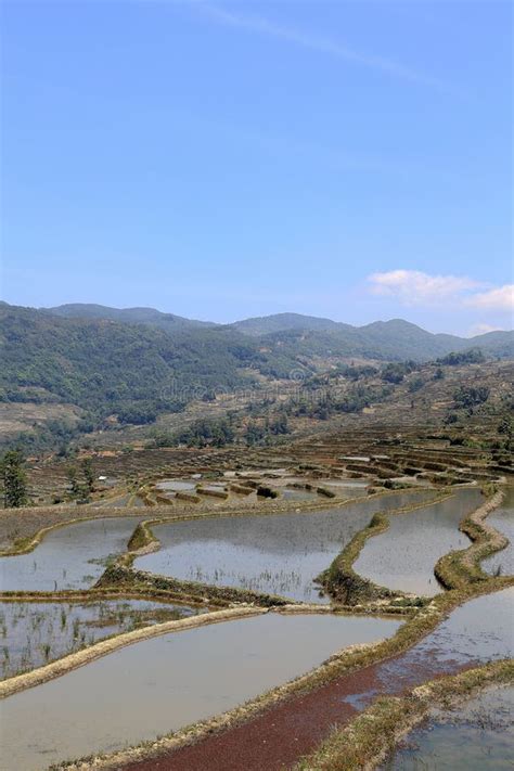 Terraced Rice Field Of Hani Ethnic People In Yuanyang Yunnan Province