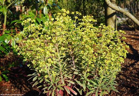 Euphorbia Ascot Rainbow Havlis Cz