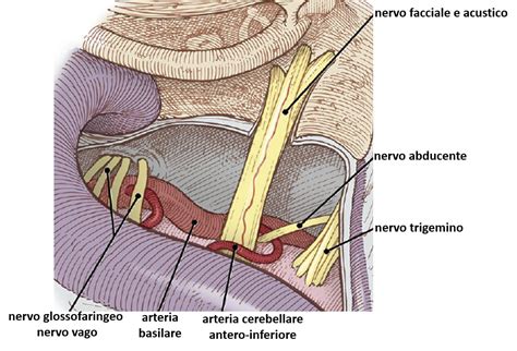 La Decompressione Microvascolare Nell Emispasmo Facciale