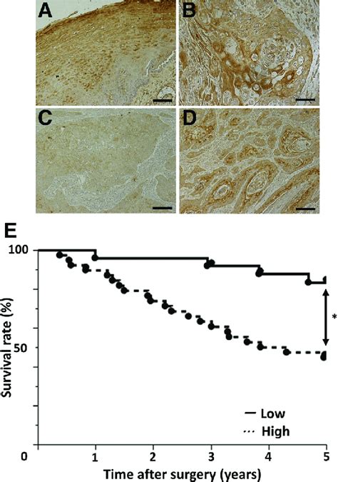 Leucine Rich Repeatecontaining Protein A Lrrc8a Protein Expression By