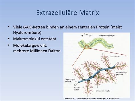 Gliome Molekulare Und Biochemische Ursachen Neuraler Krankheiten II