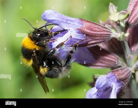 Solo Salvia Hi Res Stock Photography And Images Alamy