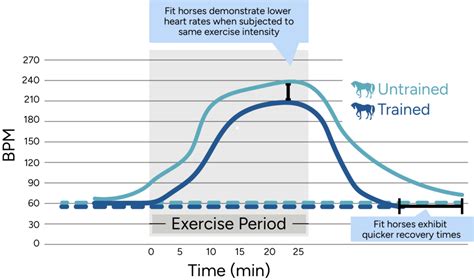 How To Use A Heart Rate Monitor For Your Horse Top 5 Benefits Mad