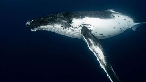 Humpback Whale Fact Sheet Blog Nature Pbs