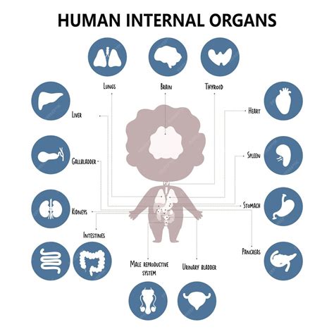 Premium Vector Anatomy Human Body Infographics With Visual Scheme Internal Male Organs Icons