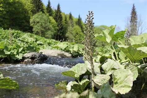 Naturschutzgro Projekt B Che Moore Und Bergwiesen Unesco