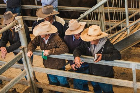 Livestock Ray White Rural And Livestock Dalby