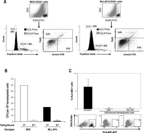 MLL AF4 Does Not Transform HESC Derived CD45 Hematopoietic Cells In