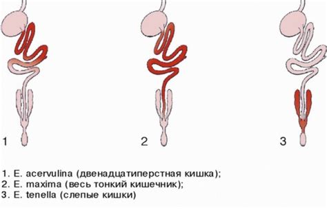 Кокцидиоз у бройлеров: симптомы и лечение, профилактика