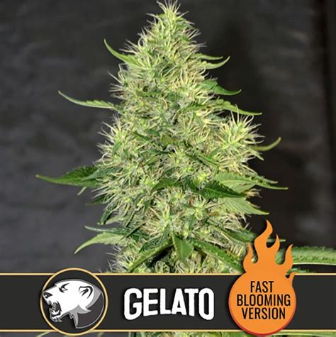 Gelato Fast Chosen Seeds Worldwide Delivery Of Cannabis Seeds