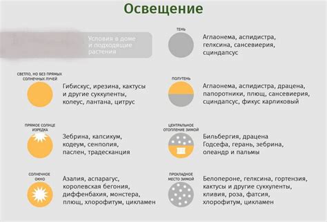 Аглаонема Мария-Кристина. Фото, описание, уход в домашних условиях