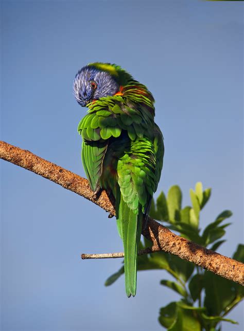 Loro Pájaro Sentado Foto gratis en Pixabay Pixabay