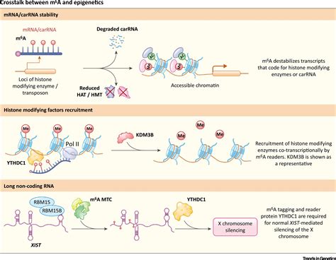 Crosstalk Between Epitranscriptomic And Epigenetic Mechanisms In Gene