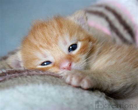 Sweet Newborn Orange Kitten Cat Photograph Fine Art By Rbcreation