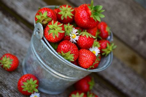 Fraisier Comment Le Planter Le Cultiver Et R Colter Jardiner Facile