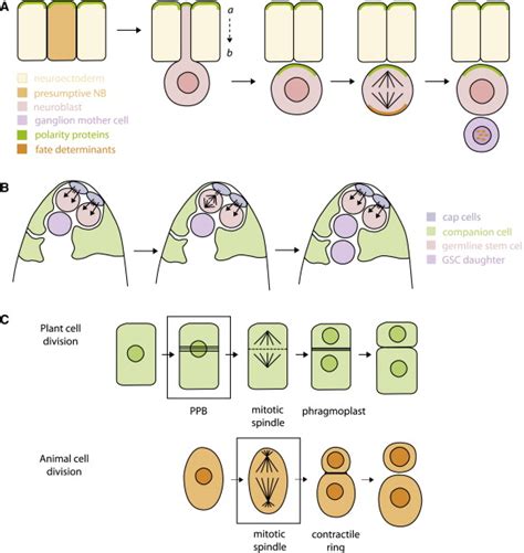 Asymmetric Cell Divisions A View From Plant Development Developmental