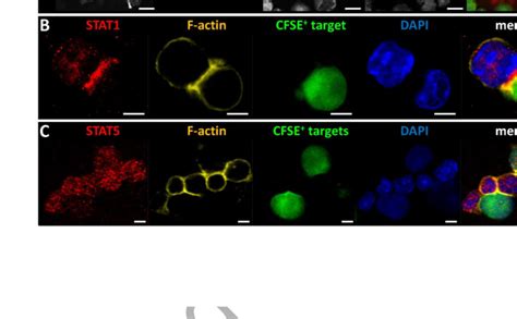 Polarization Of Stat At The Nk Target Cell Interface A Murine