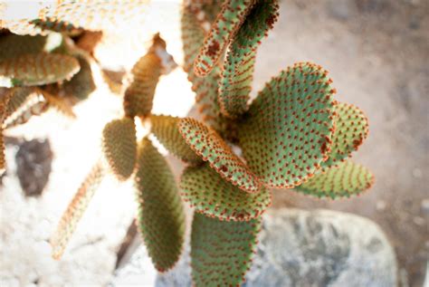 Free stock photo of cactus, colors, nature