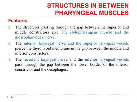 Muscles Of The Pharynx Ppt