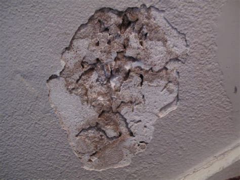 Termite Exit Holes In Drywall Sheetrock Or Ceiling Signs To Look For