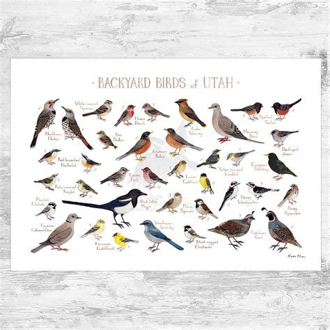 24 Common Backyard Birds In Utah Sigloxxi