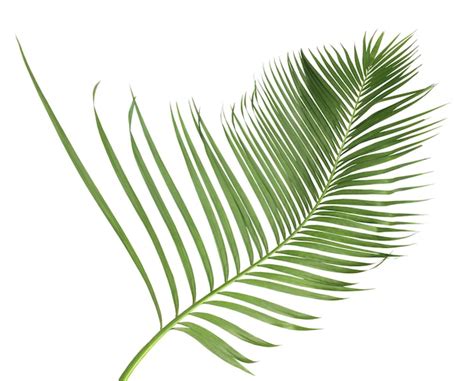 Premium Photo Concept Summer With Green Palm Leaf From Tropical Frond