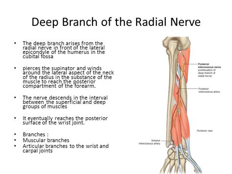 Anatomy Of The Posterior Interosseous Nerve
