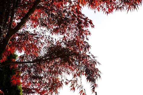 Un Rbol Con Hojas Rojas En Oto O Foto Premium