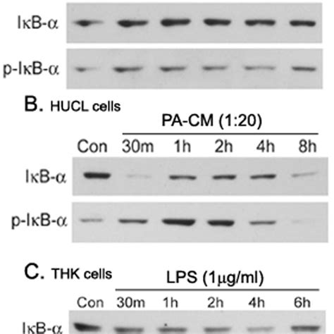 LPS stimulated IκB α phosphorylation and degradation in THK but not