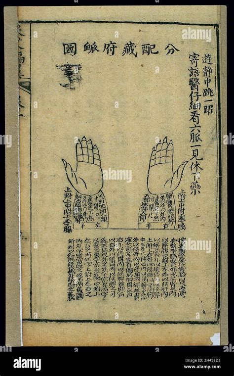 Pulse Chart Showing Correspondences With Zang And Fu Viscera Stock