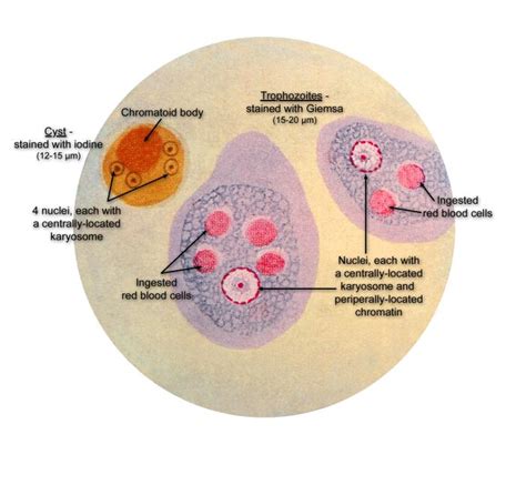 Entamoeba Histolytica Structure