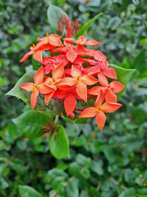 Red Ixora stock image. Image of ixora, garden, ixoraflower - 264812787