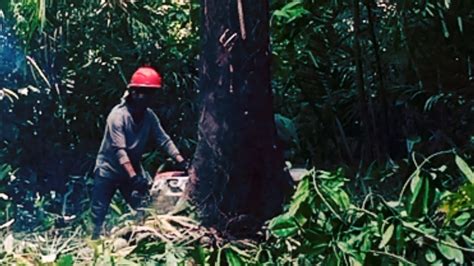 Menebang Pohon Besar Kulit Hitam Isi Putih Keras Nya Minta Ampun