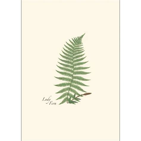 Fern Assortment Notecard Boxed Set — Nature Niche