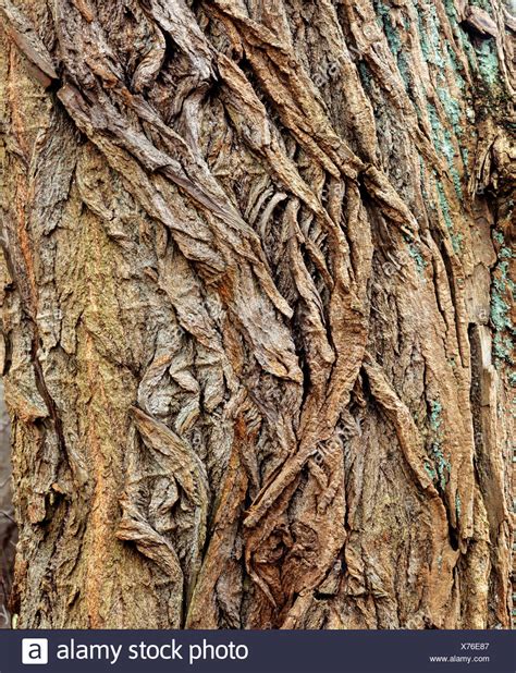 Willow Bark High Resolution Stock Photography And Images Alamy