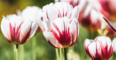 Close-Up Shot of Blooming Garden Tulips · Free Stock Photo