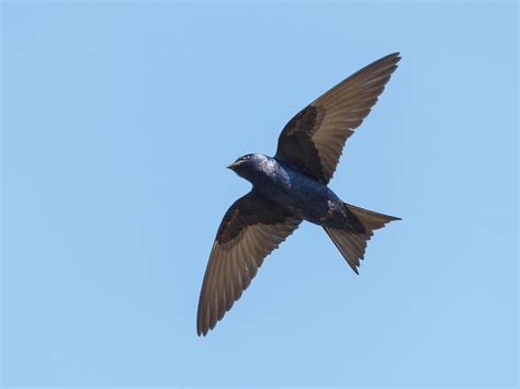 Where Do Purple Martins Live? (Habitat, Distribution +… | Birdfact