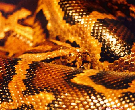 Python Sexing And Breeding