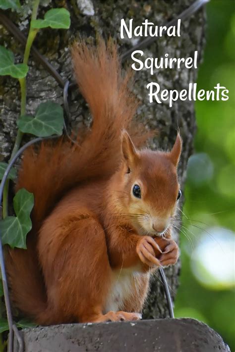 Natural Squirrel Repellent Ideas From Peppermint Essential Oil To