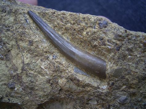 Help! Nothosaurus from Poland? - Fossil ID - The Fossil Forum